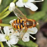Parhelophilus obsoletus