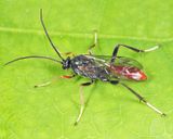Idiolispa aestivalis