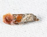 3783 - Cochylichroa viscana