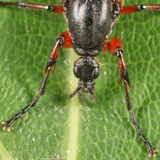 Bibio vestitus