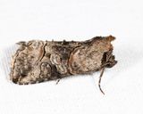 8881 - Spectacled Nettle Moth - Abrostola urentis
