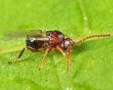 Callirhytis quercusoperator