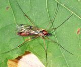 Leptomorphus bifasciatus