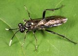 Macrophya trisyllaba