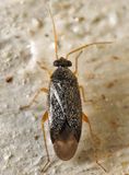 Phoenicocoris strobicola