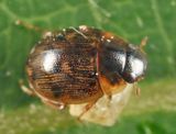 Laccobius minutoides