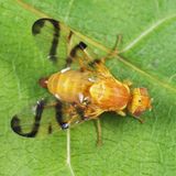 Rose Hip Fly - Rhagoletis basiola