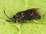 Arge quidia (male)