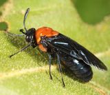 Arge quidia (female)