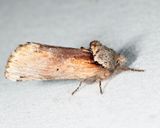 8010  Red-humped Caterpillar Moth  Schizura concinna