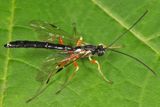 Rhyssella nitida (male)