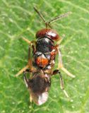 Encyrtus aurantii