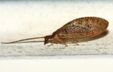 Hemerobius sp.