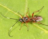 Platylabus ornatus
