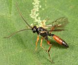 Stenobarichneumon pygmaeops