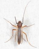 Glyptotendipes testaceus