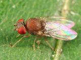 Amiota minor