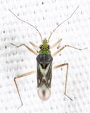 Mesovelia mulsanti