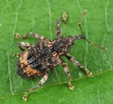 Butternut Curculio - Conotrachelus juglandis