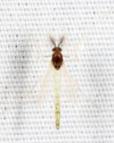 Endochironomus nigricans