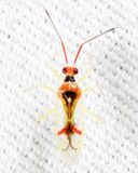 Hyaliodes harti