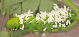 7775 - Tobacco Hornworm (parasitized by Cotesia congregata) - Manduca sexta