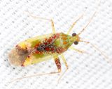 Phytocoris tibialis