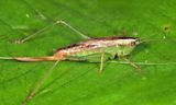 Saltmarsh Meadow Katydid - Conocephalus spartinae