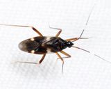 Fulvius imbecilis