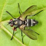 Admontia nasoni