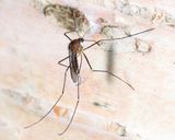 Uranotaenia sapphirina