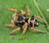 Habronattus borealis