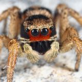 Habronattus borealis