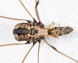Leiobunum vittatum 