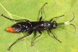 Protichneumon grandis