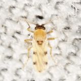 Forcipomyia pluvialis
