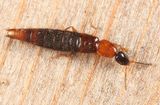 Diochus schaumi