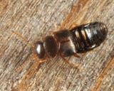 Eumicrota sp.