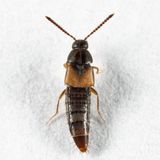 Nehemitropia lividipennis