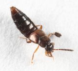Atheta ventricosa