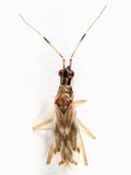 Dicyphus discrepans