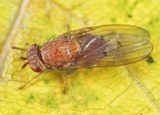 Poecilominettia ordinaria