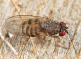 Drosophila repleta group