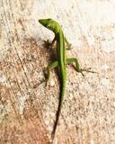 Hispaniolan Green Anole - Anolis cyanostictus