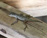 Anolis properus