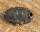 Epicypta sp. (pupal case)