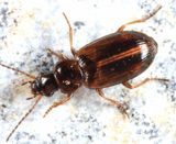 Dicheirotrichus cognatus