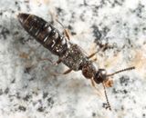 Leptusa sp.