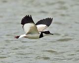 Pied Lapwing - Vanellus cayanus