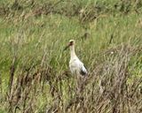 Maguari Stork - Ciconia maguari